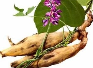 Kudzu Root extract 