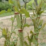 Giant Knotweed extract