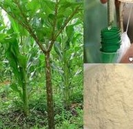Konjac extract