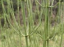 Horsetail extract
