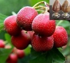 Hawthorn Leaf extract