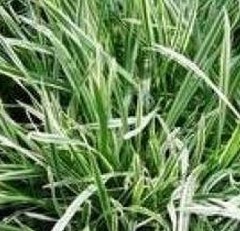 Oat Straw Extract