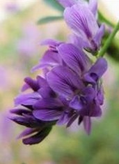 Alfalfa Extract