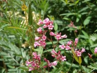 Folium Apocyni Veneti Extract