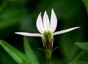Herba Lobeliae Chinensis Extract