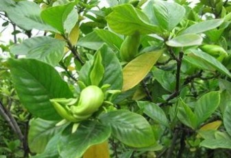 Cape Jasmine Fruit Extract