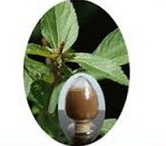 Dahurian Patrinia Extract