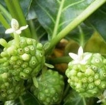 Morinda citrifolia Extract
