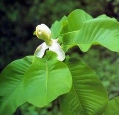 Magnolia extract