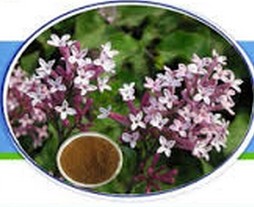 Syzygium Aromaticum Extract
