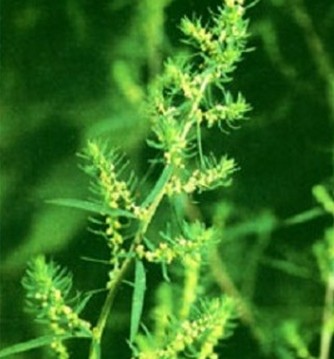 Fructus Kochiae Extract