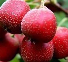 Hawthorn Powder