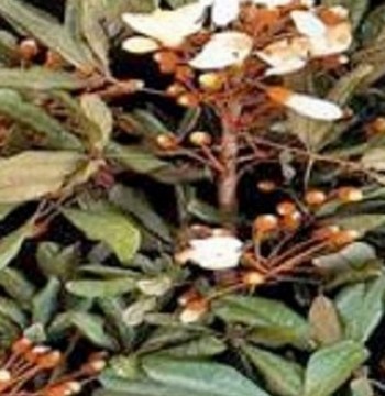 Catuaba Bark Extract