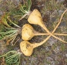 Maca extract