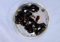 Propolis Extract