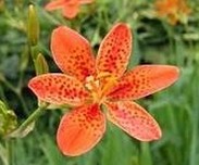Blackberry lily Rhizome Extract