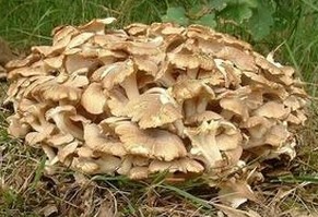  Polyporus Umbellatus Extract