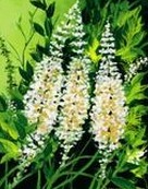 Akebia Caulis Extract