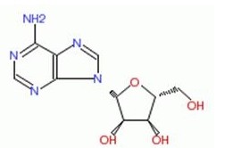 adenosine
