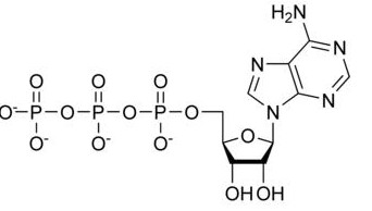 Adenosine triphosphate (ATP)