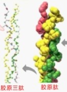 collagen tripeptideCTP