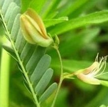 Cassia Nomame Extract