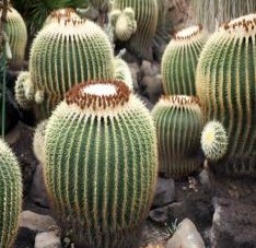 Hoodia Gordonii Powdered Extract