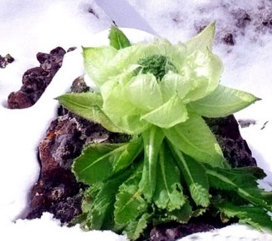 Saussurea involucrata extract