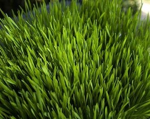 wheat grass