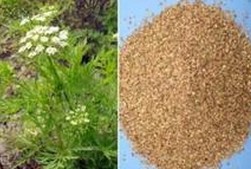 Common cnidium extract