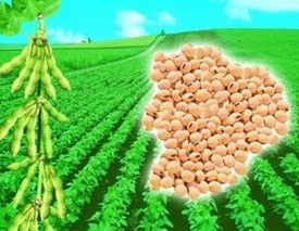Soybean Isoflavones P.E 