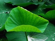 Lotus Leaf P.E