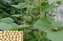 NattoKinase