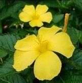 Damiana Extract Powder