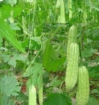 Bitter Gourd Powder