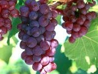 grape seed oil