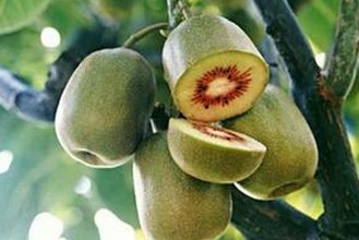 Kiwi kernel oil