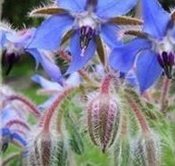 Borage Oil