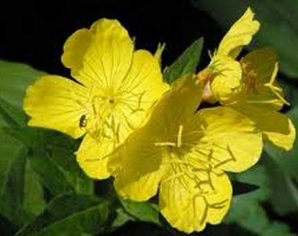 Evening Primrose Oil