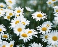 Chamomile Extract Liquid