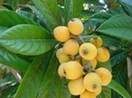 Loquat leaf Extract
