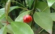 Purslane extract