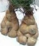 Fleeceflower Root extract
