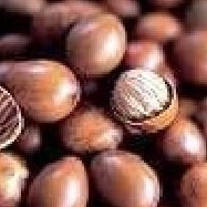 Shea butter