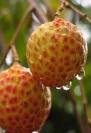 Litchi seed extract
