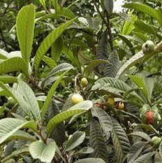 Ursolic acid