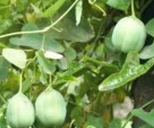Slender Dutchmanspipe Root Extract 
