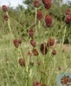 Garden Burnet Root Extract