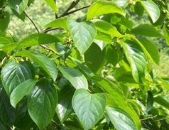Lalang Grass Rhizome Extract