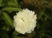 White Peony Root Extract